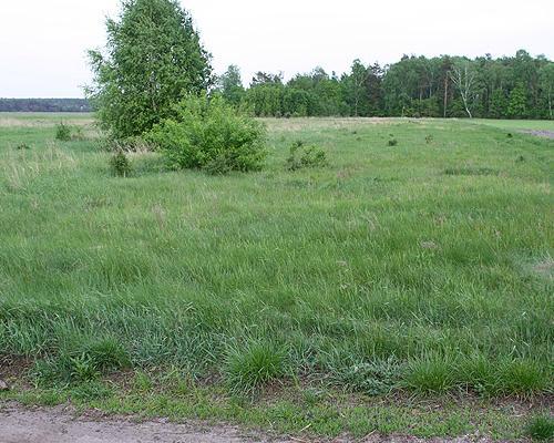 działki Borzysławiec 009