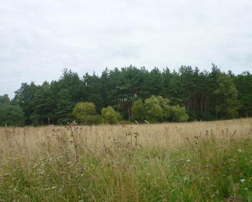 działki Rogowo 10