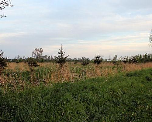 działki Rurzyca 017